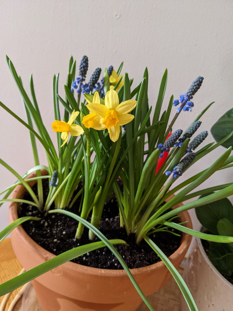 Daffodils are the only bright yellow I'll see this spring since Minnesota has decided that warm weather and sunshine don't need to exist. https://t.co/3ffcCGEEhS