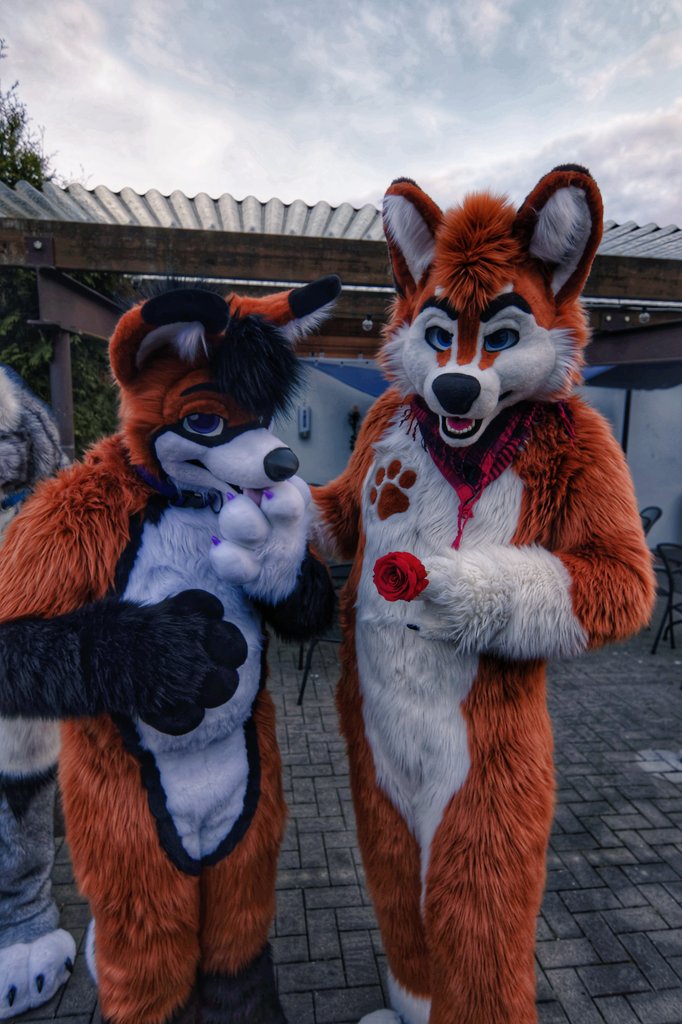 rotfellfox's tweet photo. He gave a rose and got a fox 🥰

🐶 @FloekeWusky 
📷 @pupp_arlo 
🪡 @AlphaDogsStudio @TheKarelia 

#FursuitFriday #furry #furryfandom #fursuit https://t.co/DjkZK2fa1b