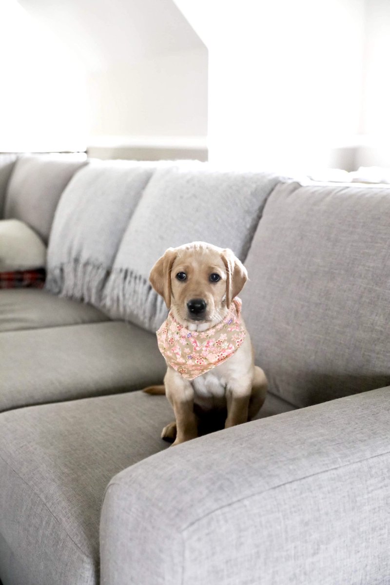 lovewithlabs's tweet photo. Our pawrent has an addiction to sewing us bandannas 🙃 #yellowlabs #yellowlabpuppy #yellowlablove #puppy https://t.co/qHiIiLfz7g
