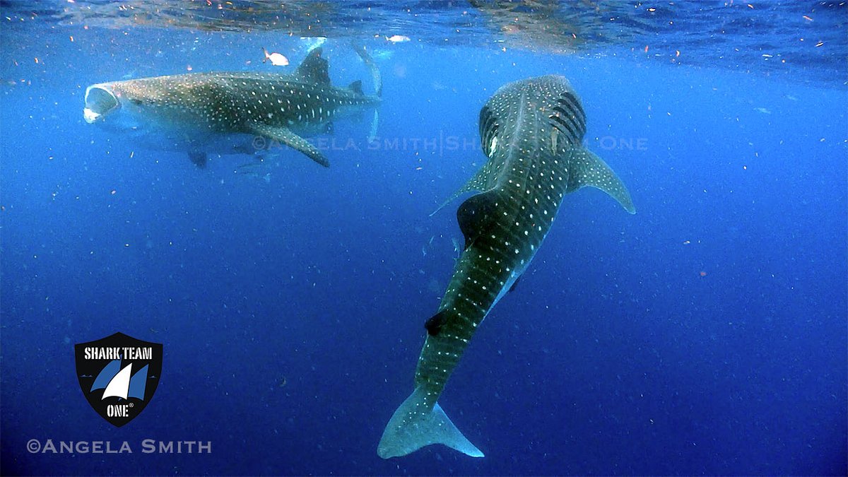 Happy #EarthDay🌎We are joining .@DisneyConserves to 'picture what's possible' with this image giving us hope for the future! 2 majestic 40' endangered whale sharks feeding on bonito eggs! A hopeful sight as we work to save whale sharks & critical habitat! #DisneyPlanetPossible
