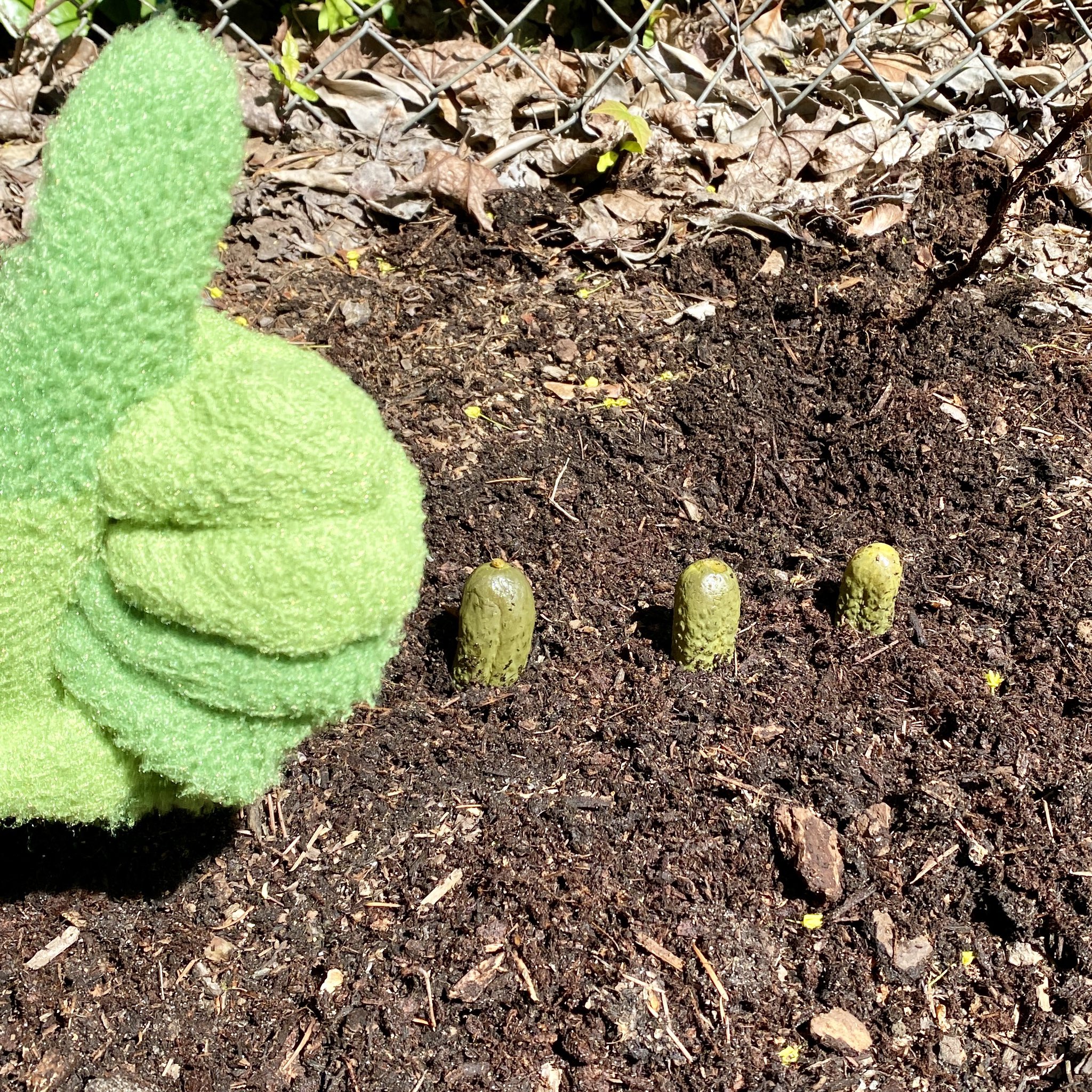 Portland Pickles on Twitter "Dillon’s out reproducing in the yard