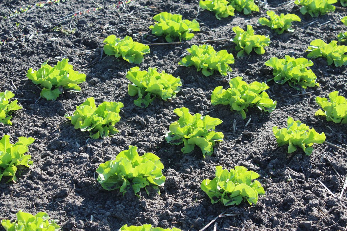 Appels in bloei. De eerste oogst uit de kas en ook op het land begin de sla te groeien.