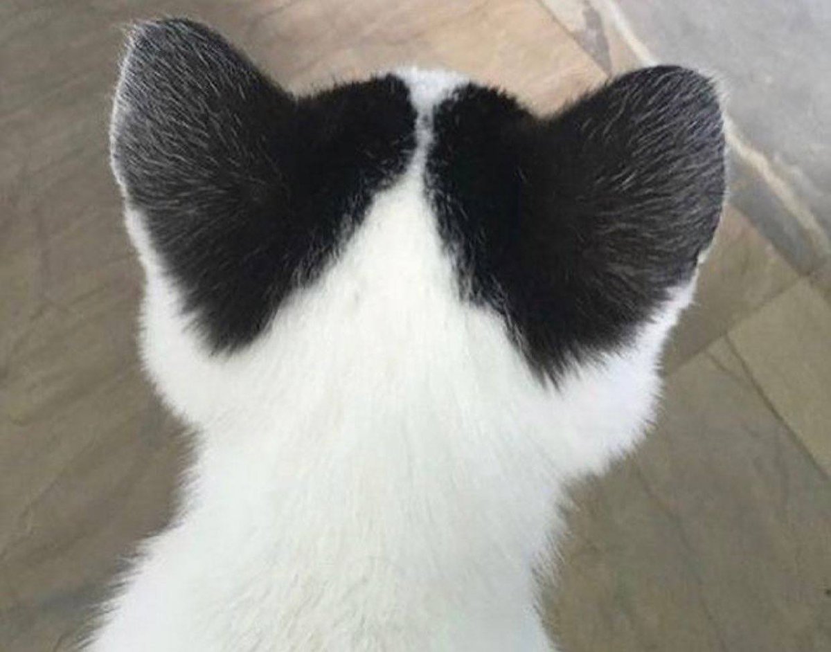 acid666host's tweet photo. ♡ https://t.co/mVrepfWhSH