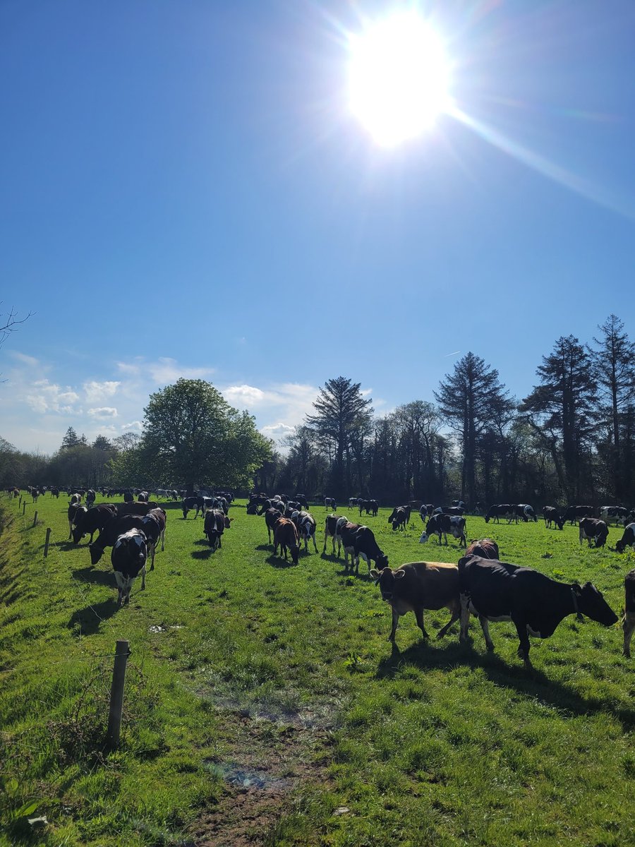 Peter Hynes 🐄🥛🇮🇪 tweet media