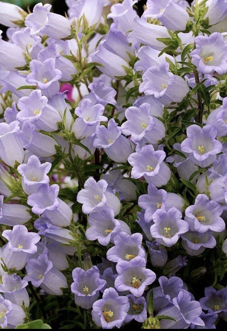 squishycottage's tweet photo. okay… who’s gonna fund my garden so i can have afternoon tea while watching the ducks in my pond and these flowers sway in the nice spring breeze? (ง •̀_•́)ง https://t.co/xPRVXp2DJ7