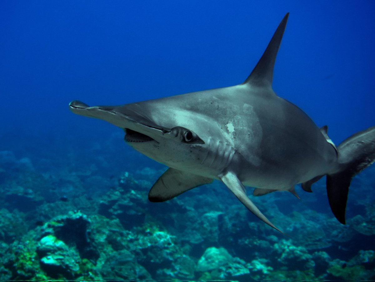 Un día para celebrar la naturaleza de nuestro planeta y recordar lo mucho que queda por hacer para cuidarla. 🌏🌍🌎
#DiaDeLaTierra #EarthDay2022

📸: Tiburón martillo (Sphyrna lewini) que fotografié en la Isla del Coco el año pasado.