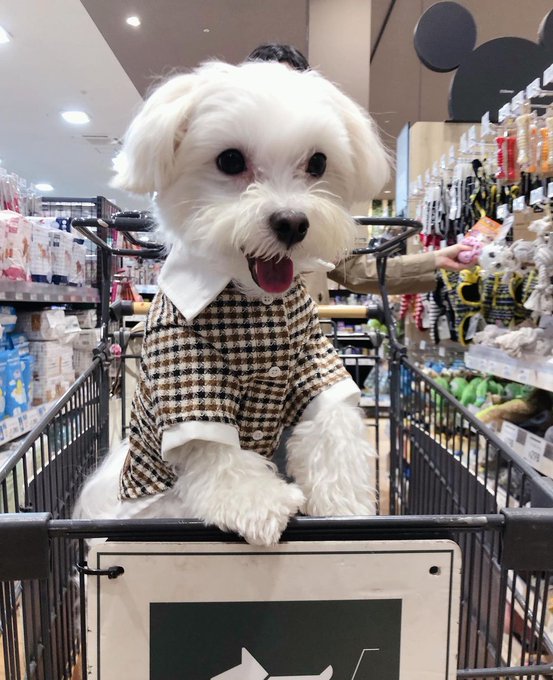 ラテ記念日たのしそうUo・ェ・oU 