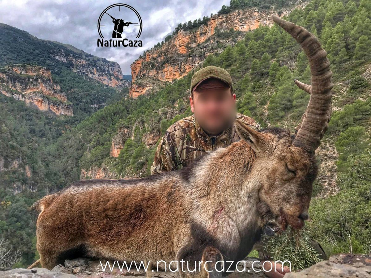 💥 RECECHO MACHO MONTÉS: Ya puedes reservar tu #Rececho de #MachoMontés 🦌 para esta temporada.
✔️ Beceite y Gredos
✔️ Importe: Desde 1.800 € representativo
¡No espere más! Informate en ☎️ 676101296 o naturcaza.com #SpanishIbex #Bouquetin #Caza #Chasse #HuntinginSpain