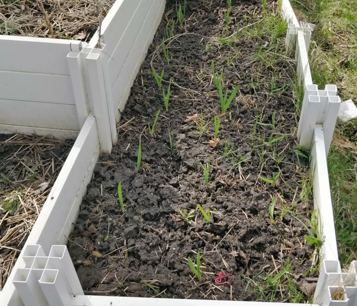 Thu Nguyen-Harris tweet media