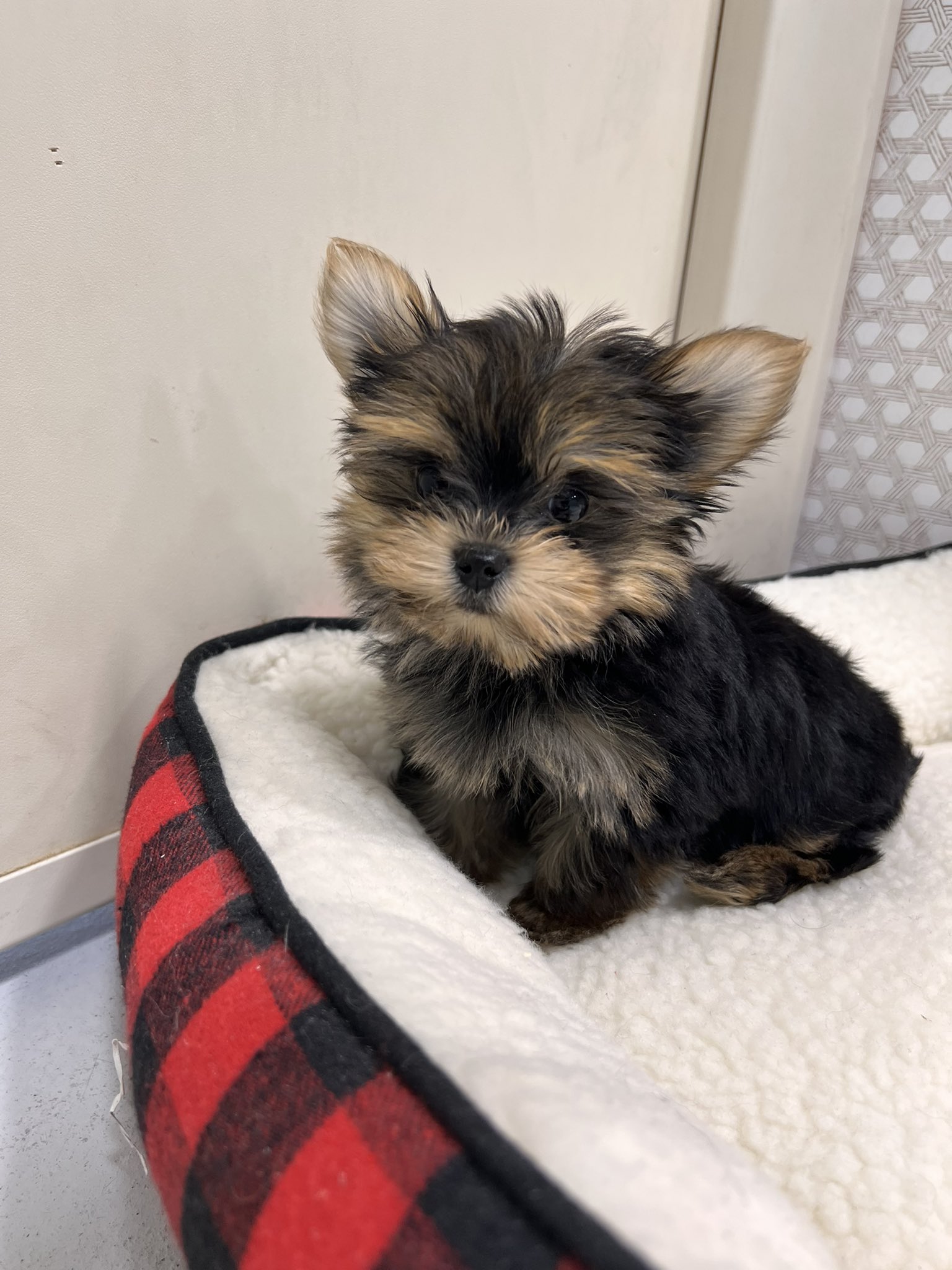Blue Sky Puppies on Twitter "This adorable morkie is waiting to meet