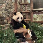 ツイートに含まれる画像