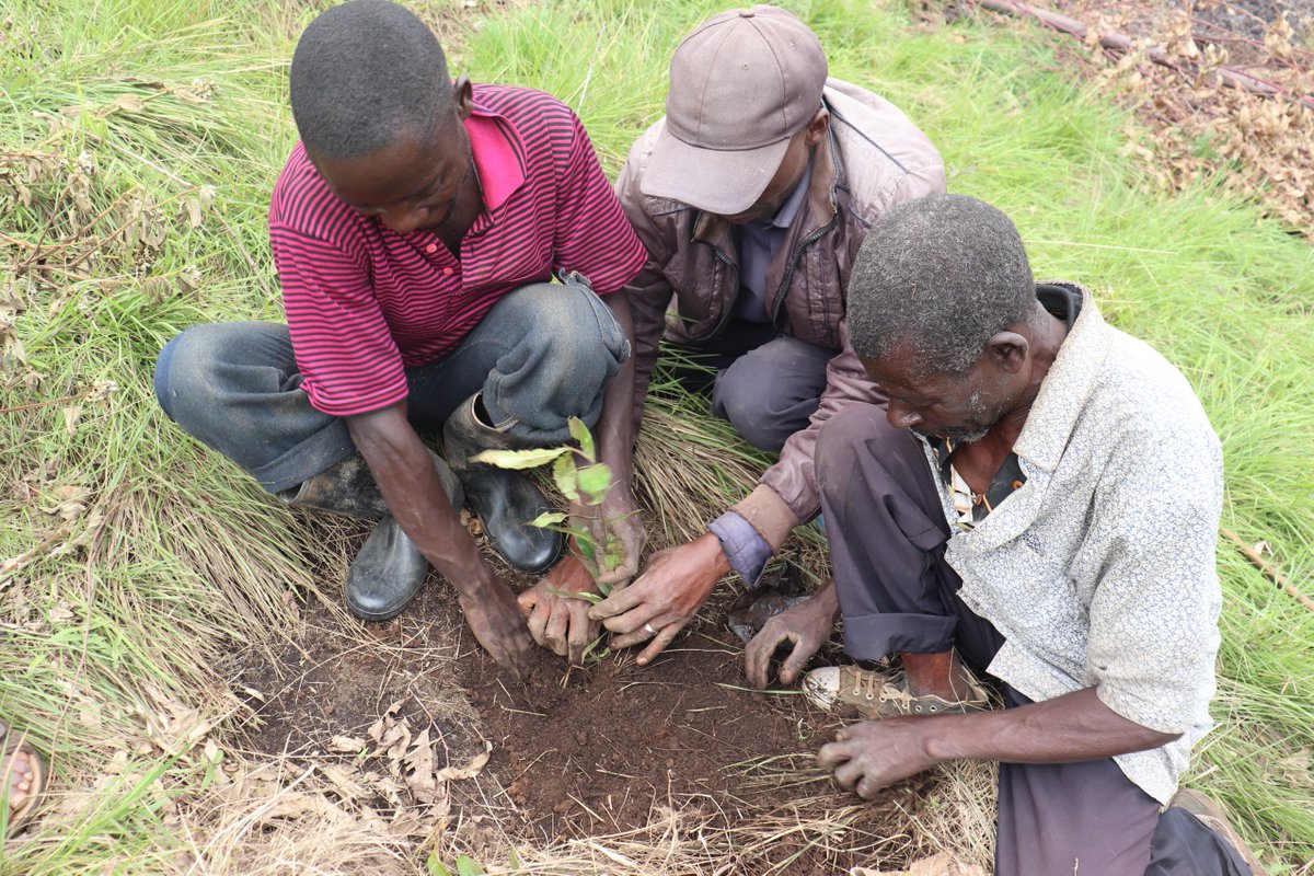 Primatexpertise's tweet photo. #PEx & @WildEarthAllies are pleased to celebrate #Earth_Day and proud to be part of #climate_change solution. We're using "#Ape_trees" to restore degraded forest areas in & around #KBNP. For this 1st 2022 quarter, 4,000 Ape trees have been planted on 10 hectares of private land https://t.co/reFnaqhHgl