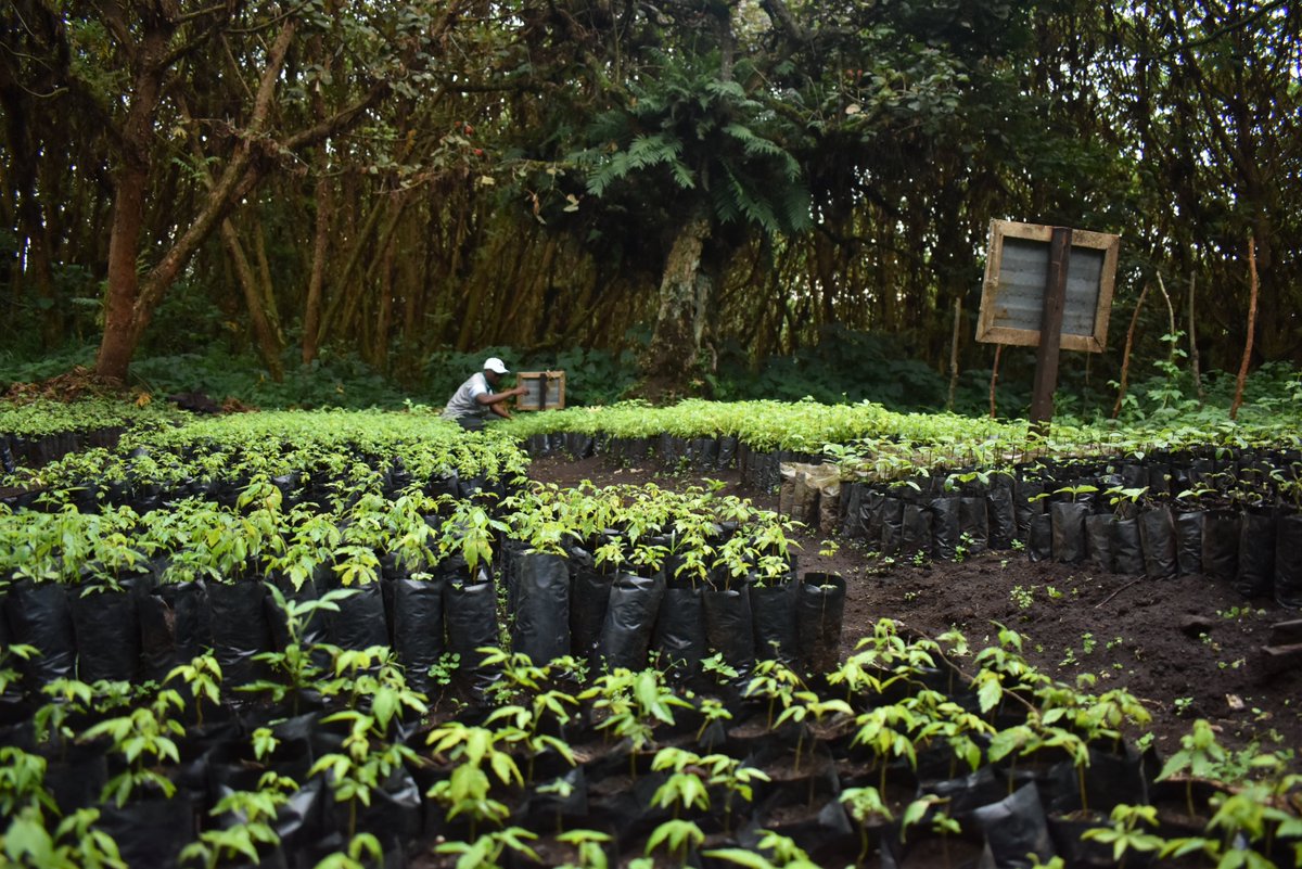 Primatexpertise's tweet photo. #PEx & @WildEarthAllies are pleased to celebrate #Earth_Day and proud to be part of #climate_change solution. We're using "#Ape_trees" to restore degraded forest areas in & around #KBNP. For this 1st 2022 quarter, 4,000 Ape trees have been planted on 10 hectares of private land https://t.co/reFnaqhHgl