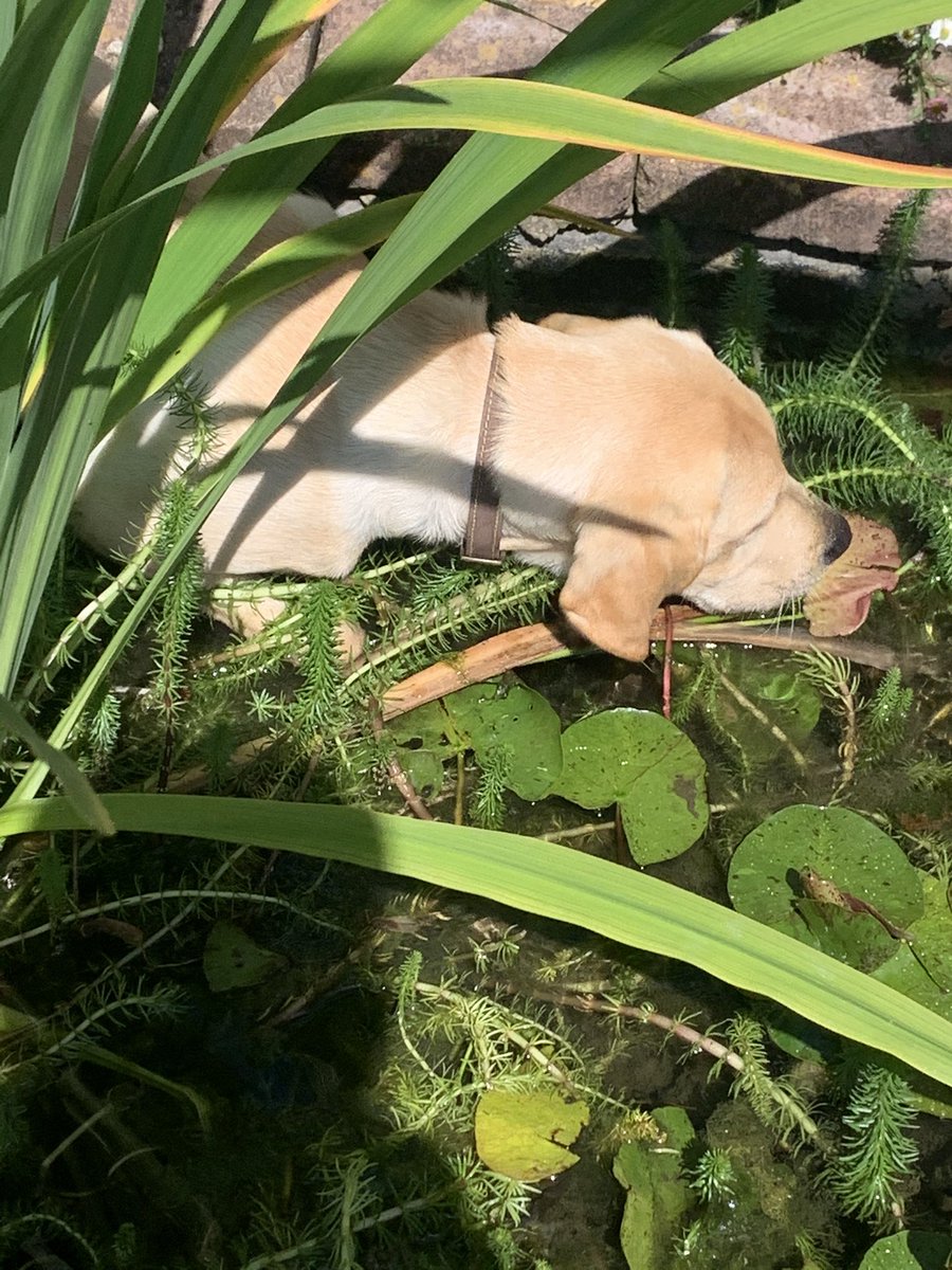 HefinR's tweet photo. @wheat_daddy It was the same when young Boris arrived here - other lab had always been so chilled - then this one arrived and was into everything straightaway - pond, stairs, dishwasher, under cupboards - a real character!! #labrador #ohBoris https://t.co/BQAbgIxgZ3
