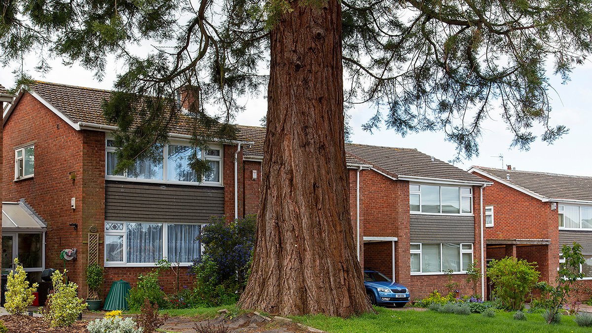 Booking open: our programme is starting to take shape 💥 - mailchi.mp/urbantreefesti…