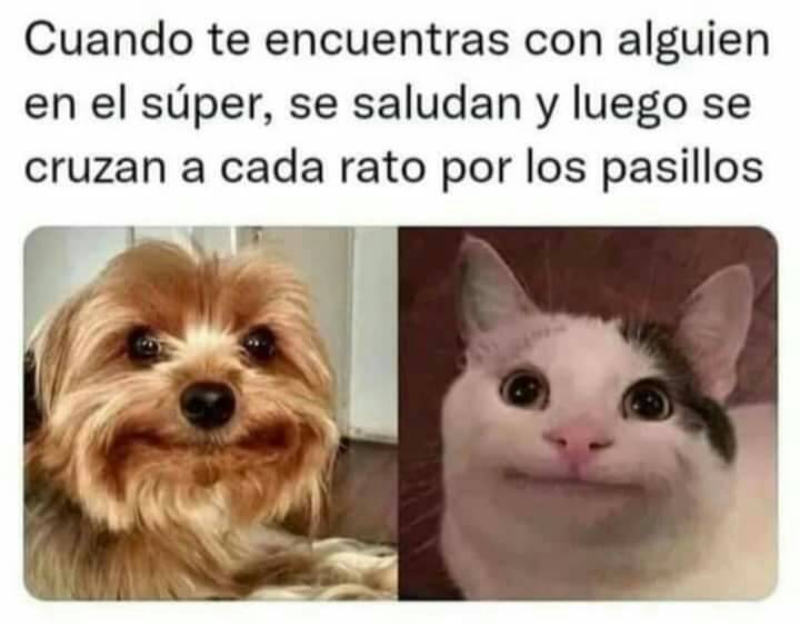 perrosyanimales's tweet photo. https://t.co/I6XvfqNyLn