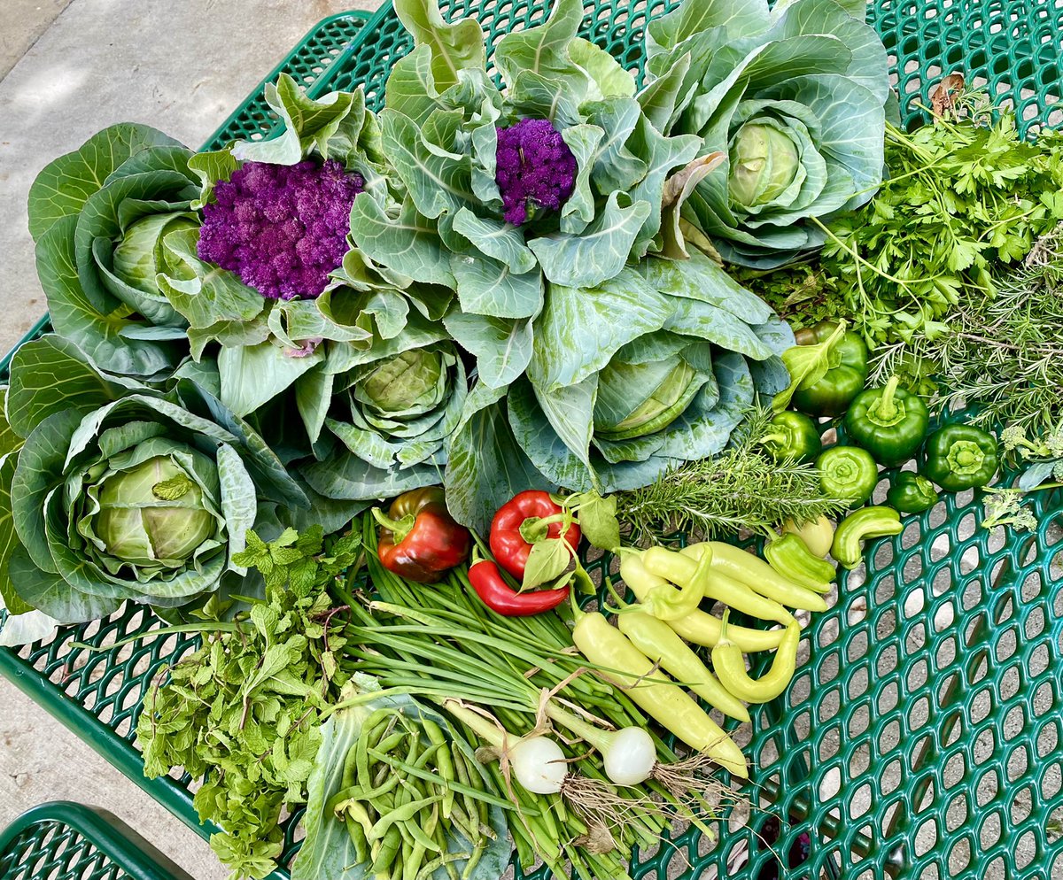 aileen_ashby's tweet photo. Harvest Day #1 in the garden! @JupiterElSchool https://t.co/dov9BndZyk