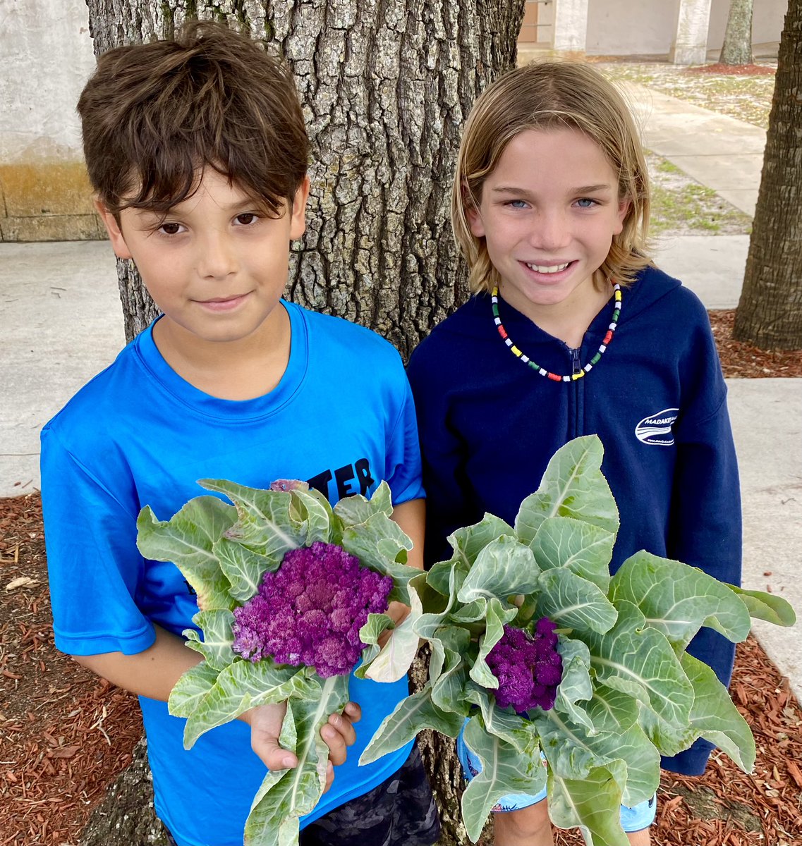 aileen_ashby's tweet photo. Harvest Day #1 in the garden! @JupiterElSchool https://t.co/dov9BndZyk