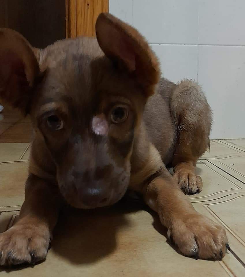 Tan bonito y nadie pregunta por él 😭
Si fuera un pastor alemán puro no estaría sin familia ya 😢
Lo tiraron a un contenedor con su camita, con 3 meses 
Tiene alguna herida que va sanando, y esos ojos que brillan inocentes, ahí asoma su alma 😢💔 
Huelva 
685831591
Sólo llamadas