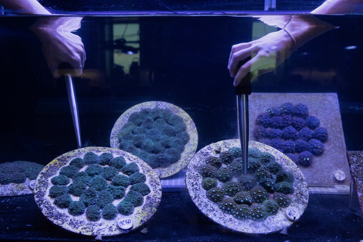 CeliaLeto's tweet photo. Thank you to @voxdotcom for featuring our work in coral reproduction and restoration 🪸 happy Earth Day! 

📸: @jadlerphoto https://t.co/2ob5pDrQvi