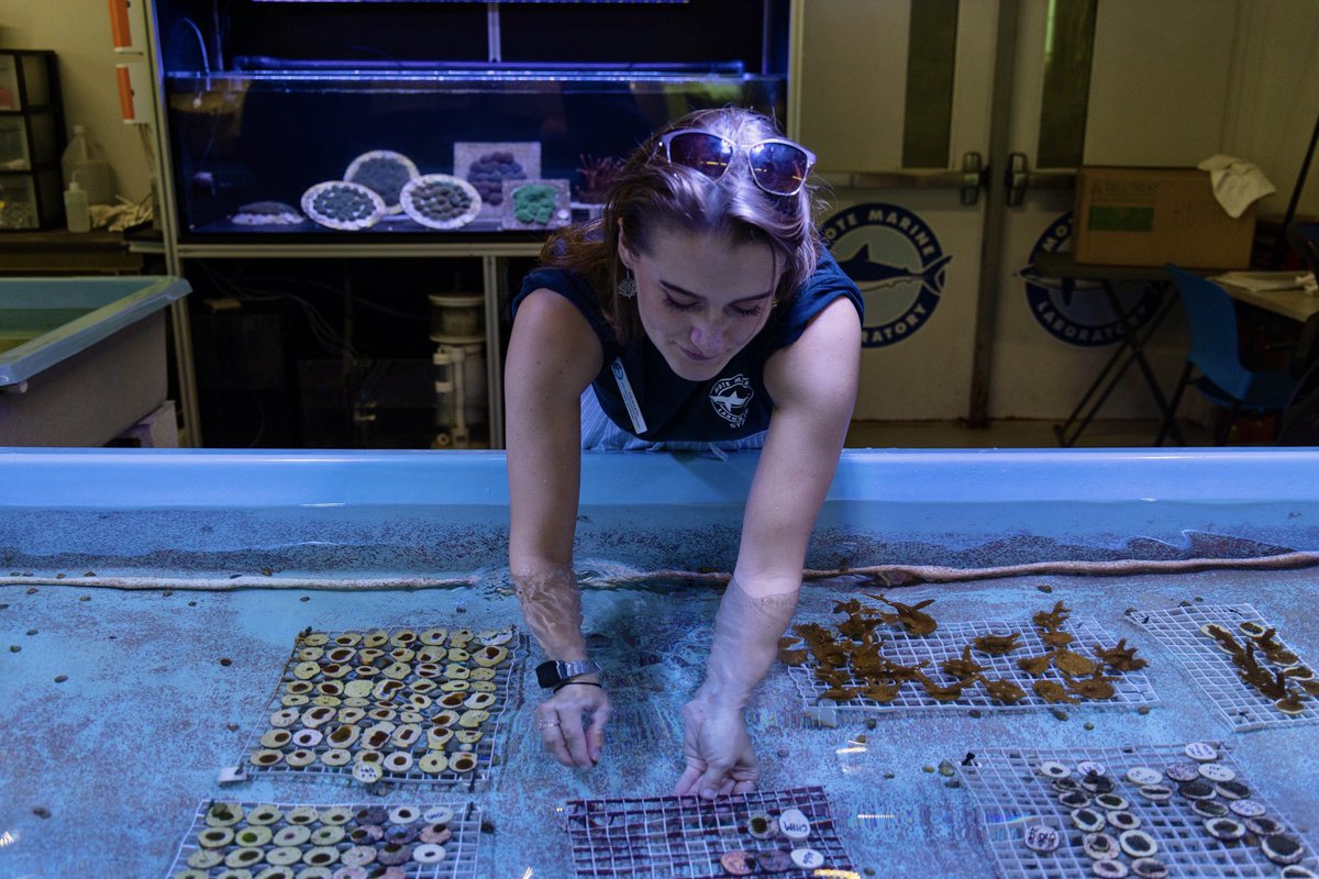CeliaLeto's tweet photo. Thank you to @voxdotcom for featuring our work in coral reproduction and restoration 🪸 happy Earth Day! 

📸: @jadlerphoto https://t.co/2ob5pDrQvi