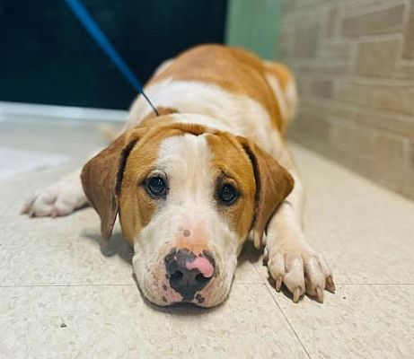 HollywoodDogs's tweet photo. Diesel, a young Retriever mix at a shelter in #Clarkesville, #GA, needs a forever home, a foster home, or rescue https://t.co/De06ql5q5E #URGENT #AdoptableDogofDay https://t.co/WZTE73Y6Zp