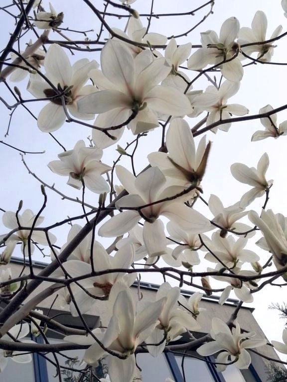 Nováková Věra tweet media