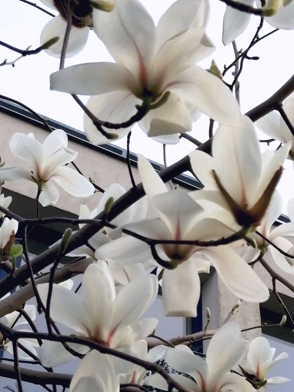 Nováková Věra tweet media