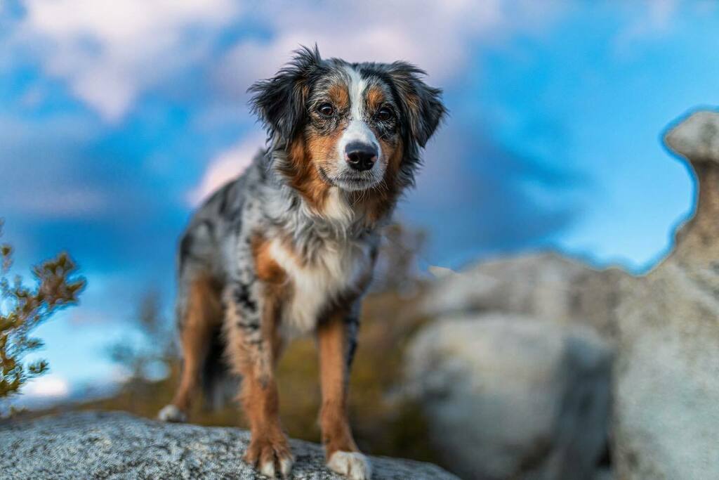 TabbyCatPhoto's tweet photo. More #houndvision doggies! https://t.co/c5lPU7Uk3t