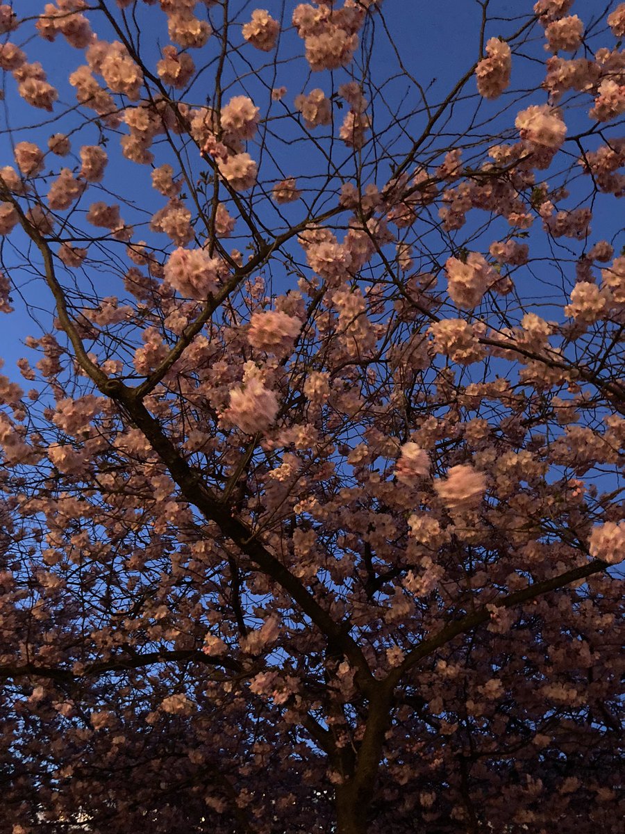 stjarnis's tweet photo. Fredagskväll i Kungsträdgården. #Cityweekend #Stockholm https://t.co/NGCgIs3UZF