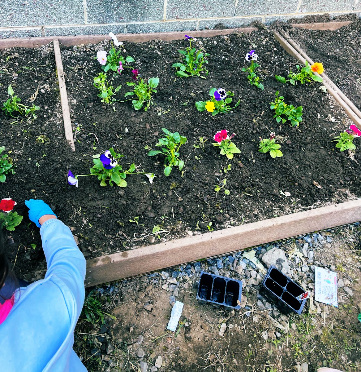 learndaley's tweet photo. Third graders beautified the courtyard at MES for all to enjoy! Happy Earth Day! Thank you for organizing this fun day Mrs. Congelli! https://t.co/KmURk6hYKx