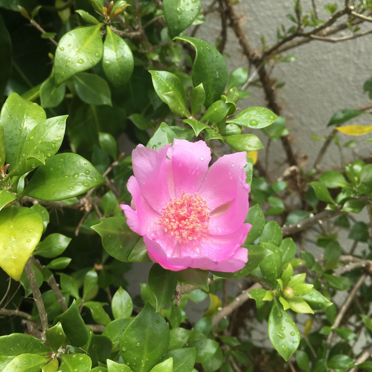 airin_vrr's tweet photo. 🌷~ Pereskia Quisqueyana #cactasea #cactus #FlorNacional #FlordeBayahibe de mi patio para el mundo #DiaDeLaTierra https://t.co/XDzaOgVnlw