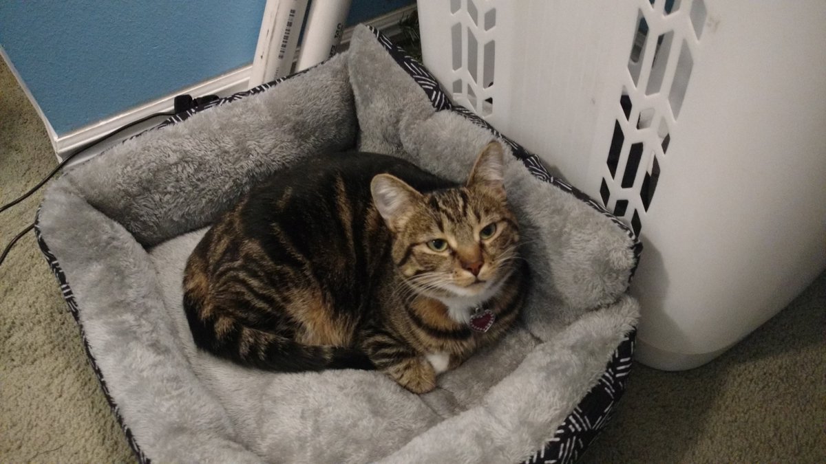 davidpowersking's tweet image. Hello! It&apos;s been a while. How are you all? Find anything new about yourself since the pandemic started? Turns out I&apos;m a #cat person.