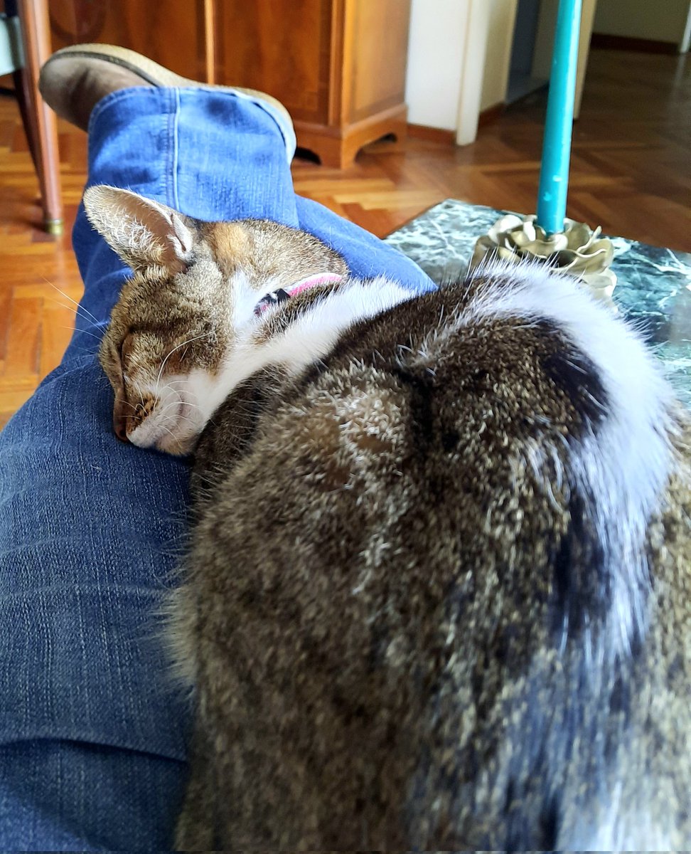 malexiar's tweet photo. Cuando tenés cosas para hacer pero razones de 'fuerza mayor' te lo impiden: #SweetPoppy https://t.co/DRX0Tq7geh