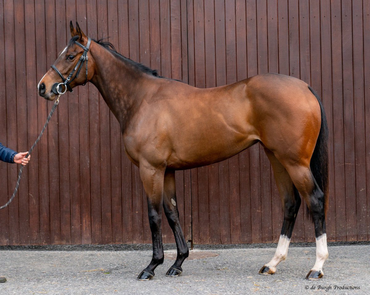 starbloodstock's tweet image. Daughter of @Tweenhills @widdenstud Zoustar heads to the @Tattersalls1766 Guineas @BrzUps lot 244, half sister to the speedy breezer Water of Leith and a great pedigree to back her up

Don’t miss her next week!

#bestever #breezers