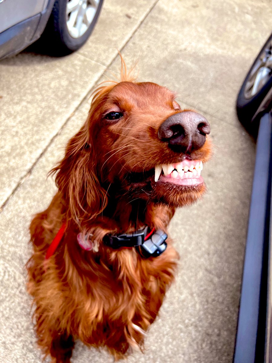 Every day I am greeted with this smile from Cooper when I come home from school! #irishsetter #settersmile