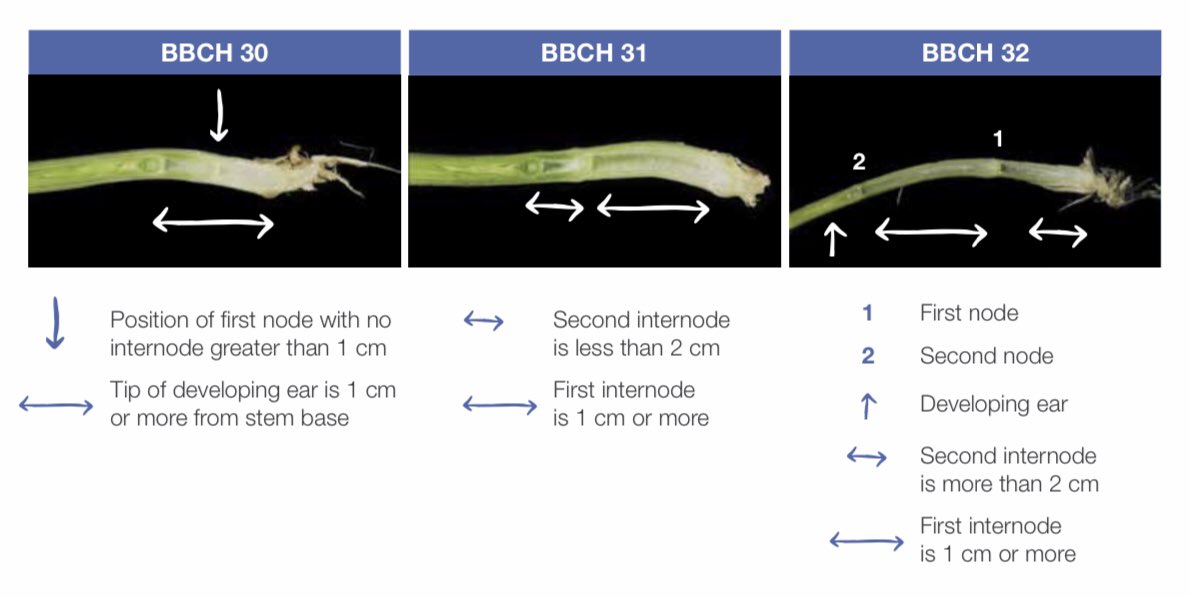 JessMcCannnn's tweet image. Scouting you wheat for #Moddus, the ideal time to apply is growth stages 30-32 for the maximum benefit! 
#fieldperformance
@syngentacanada