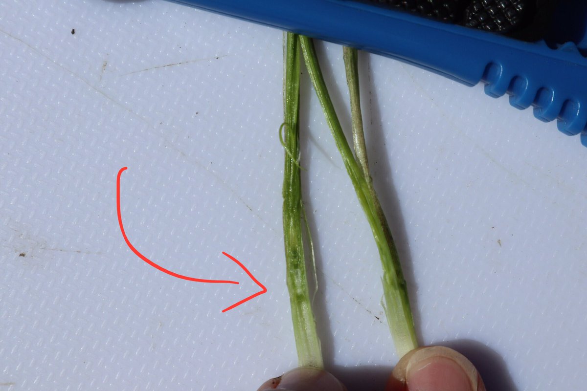 JessMcCannnn's tweet image. Scouting you wheat for #Moddus, the ideal time to apply is growth stages 30-32 for the maximum benefit! 
#fieldperformance
@syngentacanada