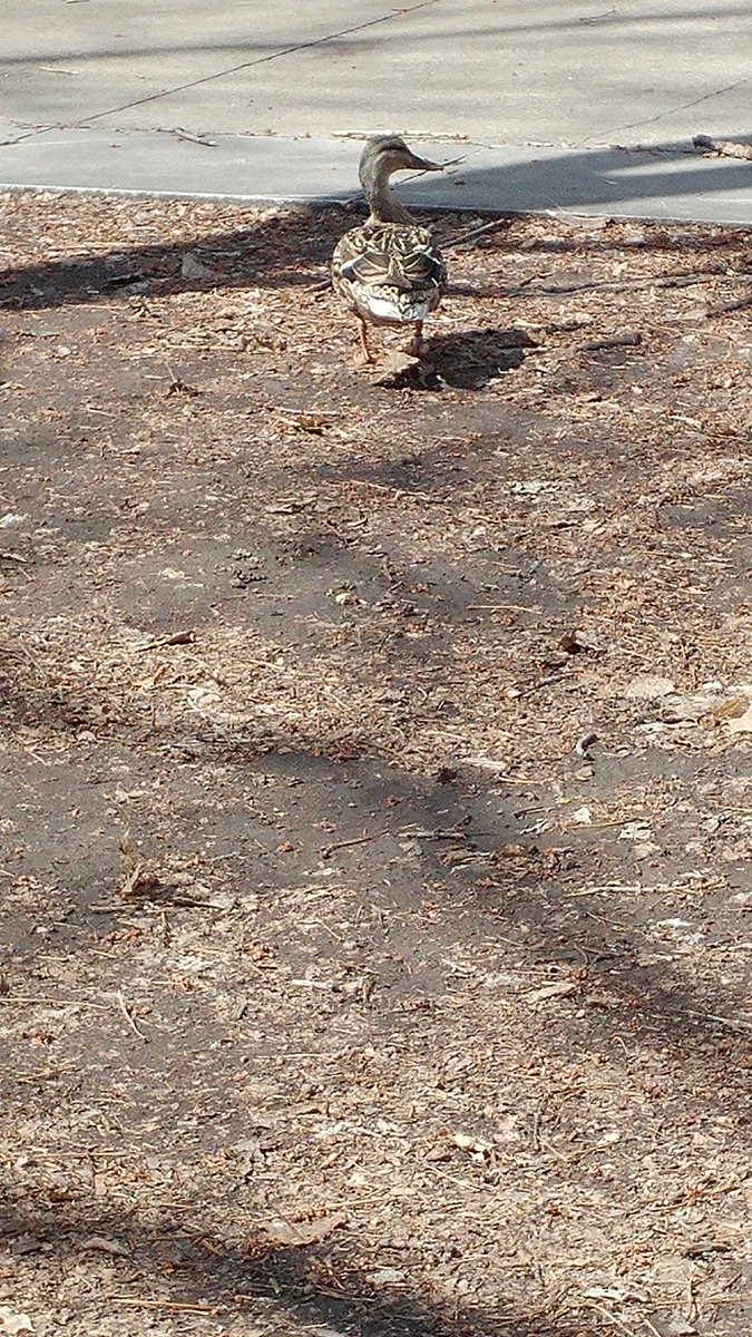 tania9_c's tweet photo. Clean-up day! Picked up litter. #DontLitter #Montreal #Doitfortheduck
#EarthDay2022 @4ocean #cleanupkit #ClimateAction
#BeTheChange https://t.co/y6QOKXmN5t