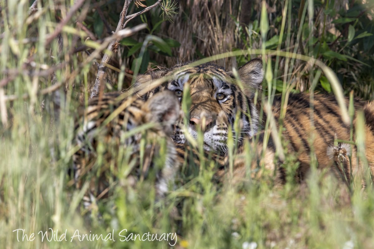 Picture Of The Day! Happy Earth Day!! 
#TheWildAnimalSanctuary #WildAnimalSanctuary #Colorado #Sanctuary #HappyEarthDay2022