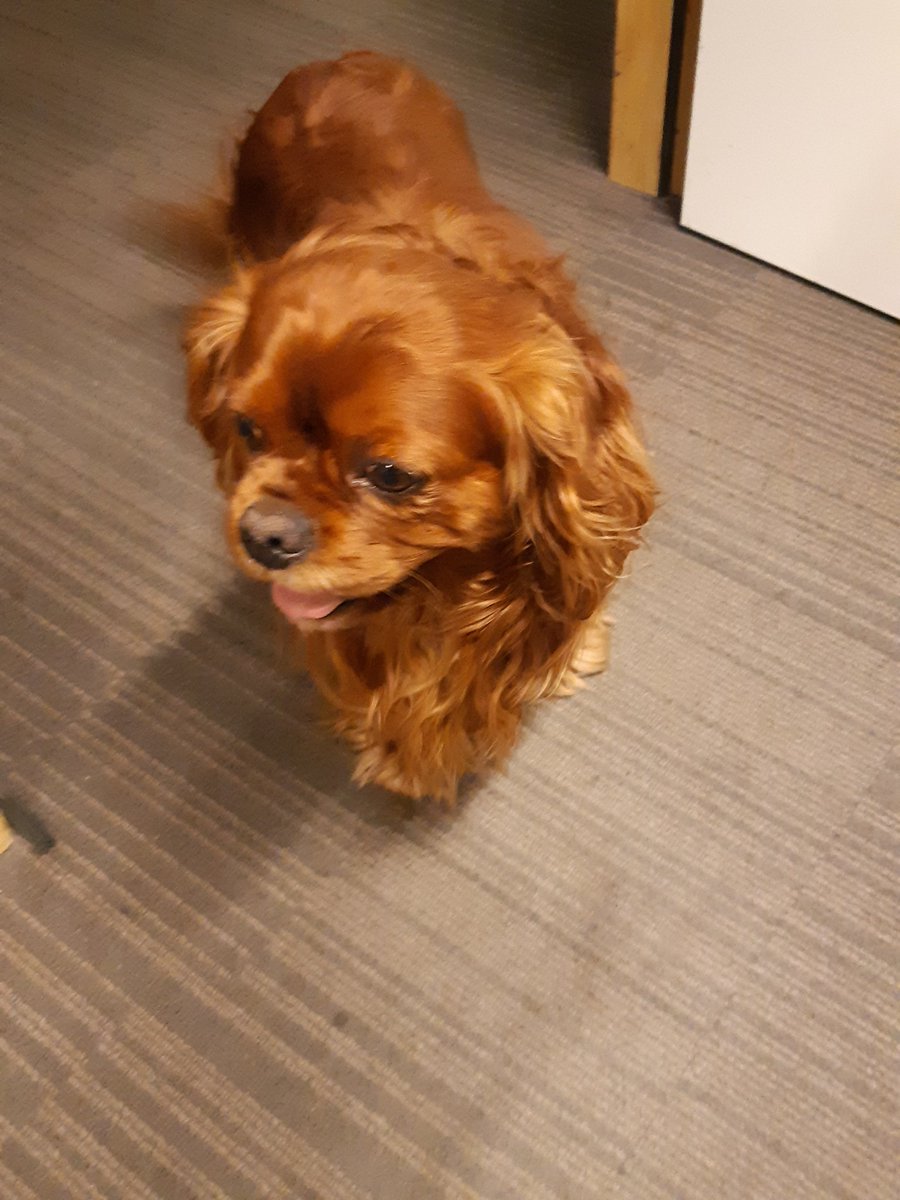 Zojuist aangetroffen bij het vassener-viaduct te Ommen
#cavalierKingCharles .
Hond is nu op bureau Ommen.
Wie is of kent de eigenaar?#politiehond