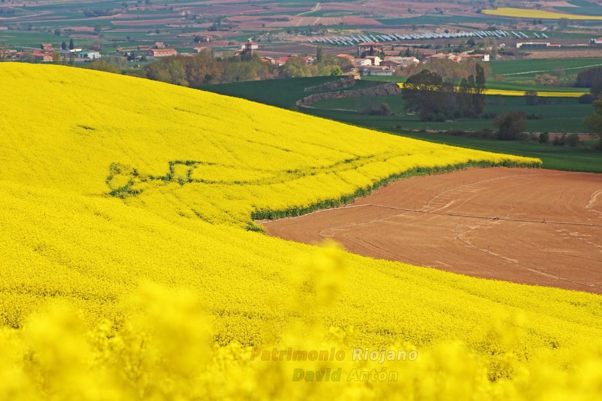 Nuestros montes de colza. De Villarejo a Cañas.
Primavera en La Rioja. 
💛💚🌄✨