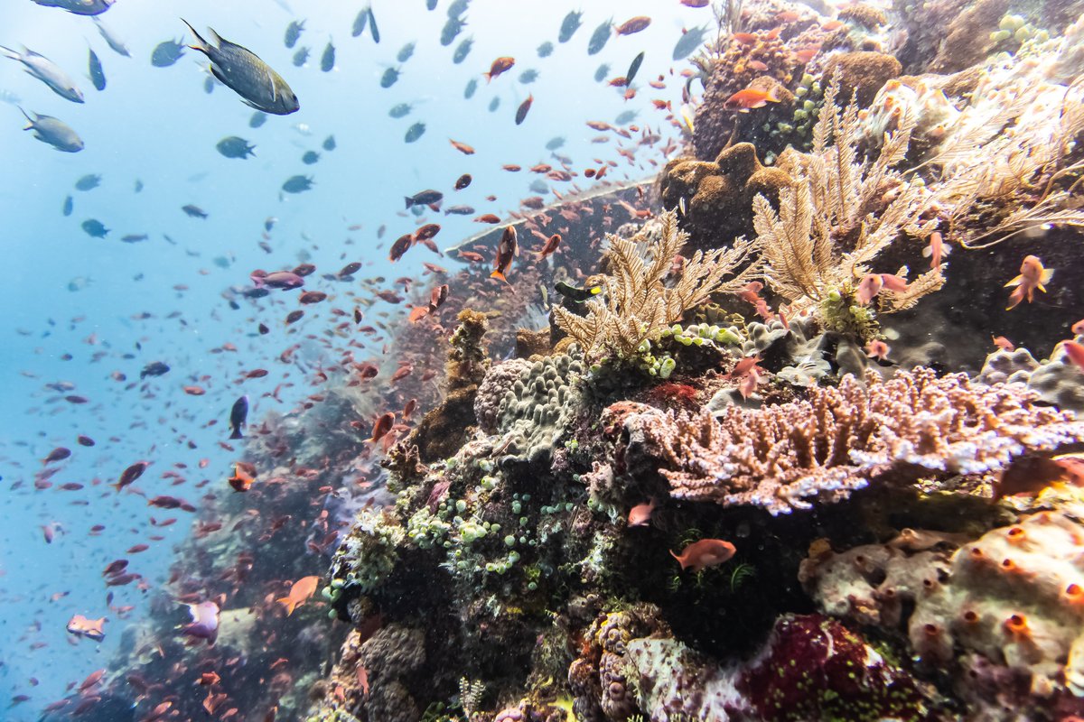 MissionBlue's tweet photo. "The ocean is in trouble – and that means we are in trouble, too. I am driven to do everything I can to reverse these dramatic declines. There is still time, but not a lot." @SylviaEarle

Photo by Johnny Africa https://t.co/uWPkFt791A