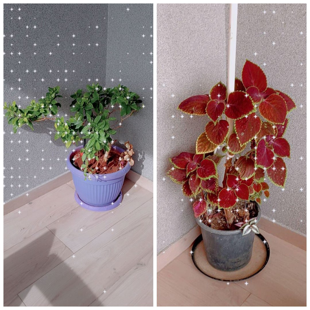 Fatima43875231's tweet photo. I used my plants to show my love for the earth. @MakAishaSchool @earthday2022 @SamahBikaee
Zeinab zahra
6 A https://t.co/qgiTlwqt8u