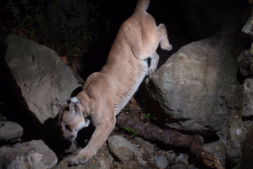 Mi_Ledi's tweet photo. @latimes Electronic collar messes up his biorhythms, glands and reproductive functions.  It may be too late at this point, but this aged cougar needs to be relieved from his electronic chain to stop suffering. https://t.co/BckEAbCRmA