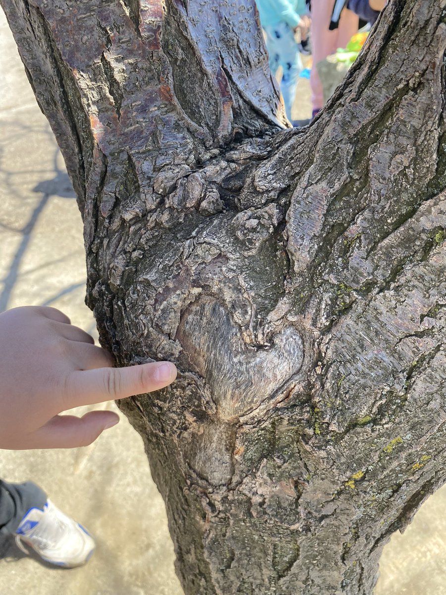 We spent part of Earth Day making a sculpture outside about our love for the outdoors. It didn’t get finished yet but one student stopped to look at the “heart” on the tree and now my heart is happy ❤️🌏 #outdoorlearning @TDSB_BandBPS