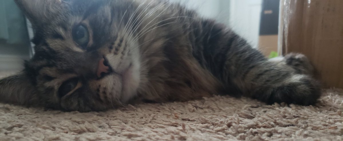 Manda92886's tweet photo. I'm Doodee.
I'm one of the most handsome kitties in the whole world! I'll be 14 this year!
#CatsOfTwitter #oldmancat https://t.co/yy5hB2Vwne