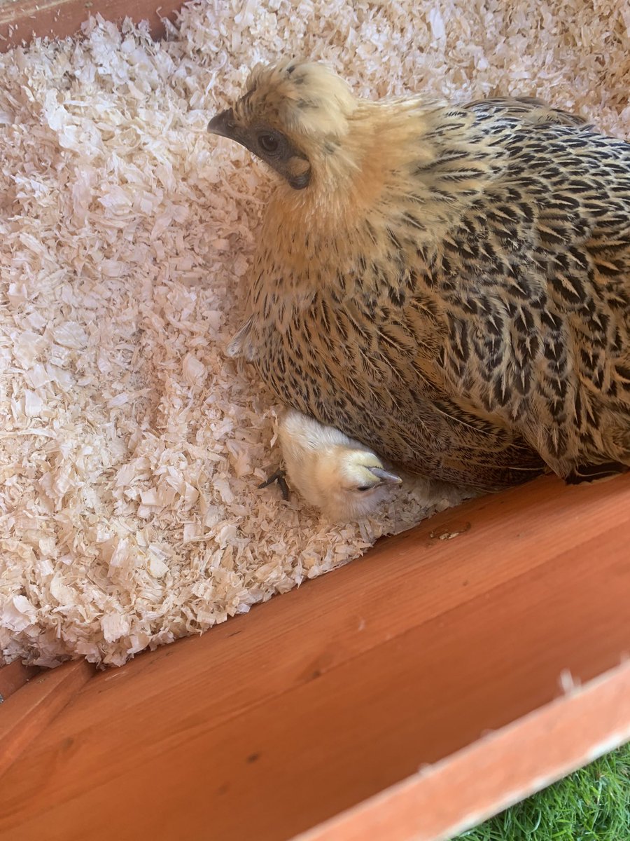 aweegem's tweet image. Welcome to the world little one 🐣 #chick #chickens #spring