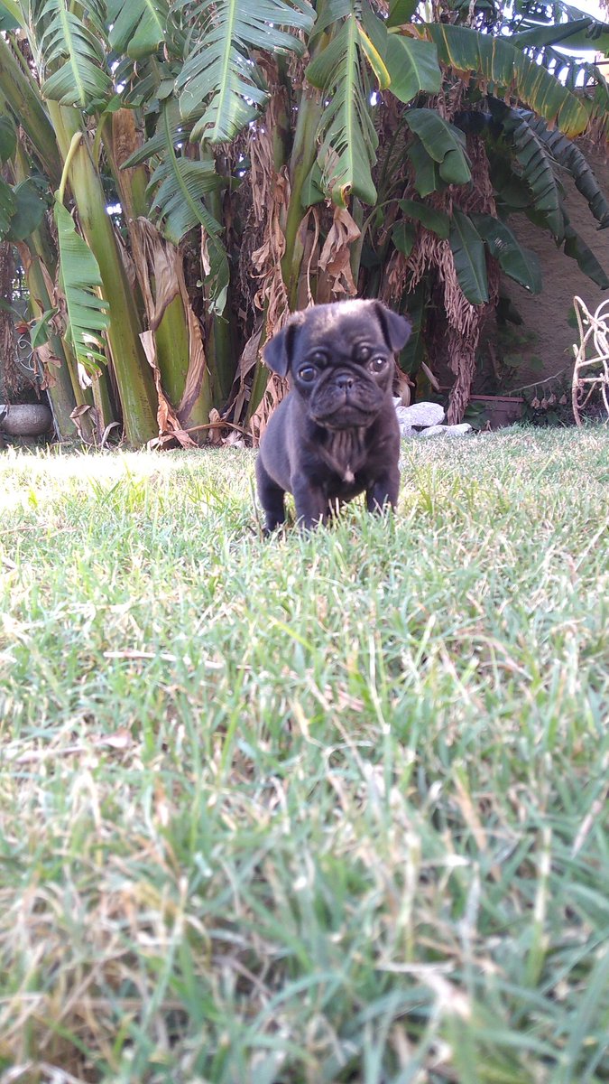 Jake a los 2 meses / Finn con 2 meses 🥺