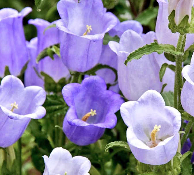 リーママ グッジョブマイライフ 6月から不定期になりますがよろしくお願いします おはようございます 4月23日の誕生花は カンパニュラ 花の形が教会の鐘に似ていて 白やピンク 紫の可愛らしい花を 咲かせます 花言葉 は 感謝 誠実 節操